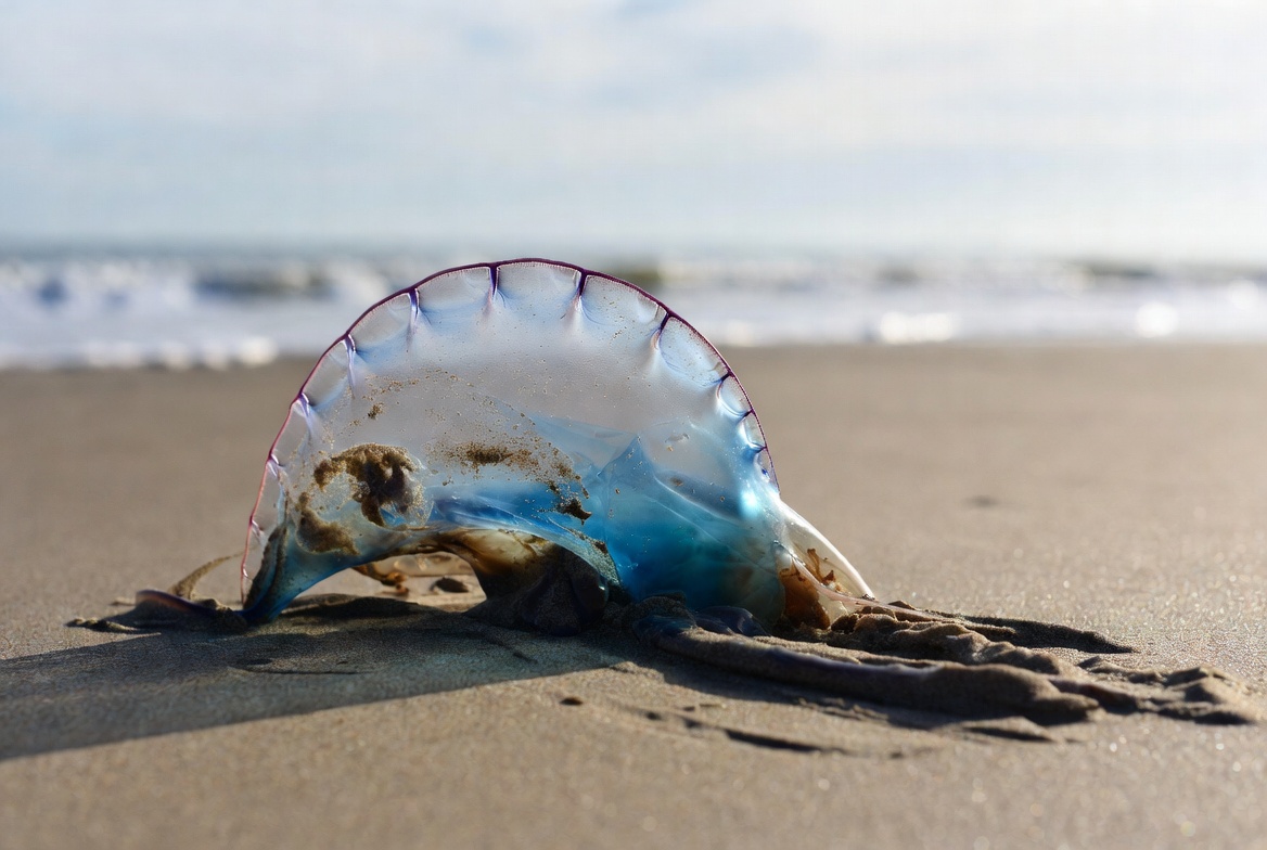 Fragata portuguesa obliga a prohibir el baño en Algarrobo, El Quisco y Concón